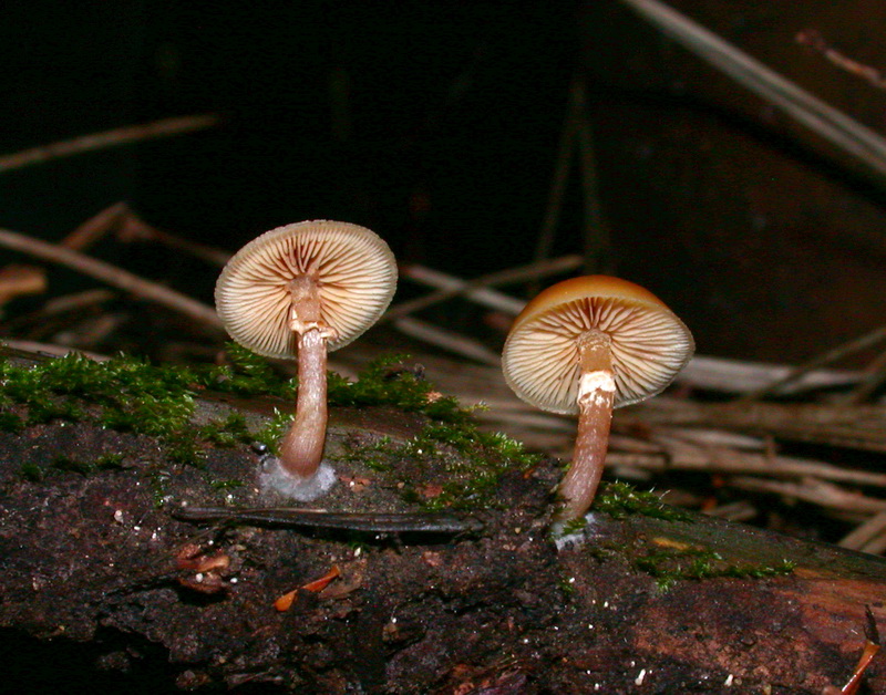 Escursione  in terra di Siena